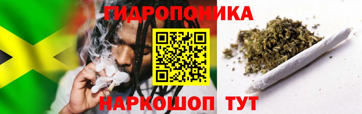 Канабис планчик  Бошки марихуана OG Kush  Конопля Bruce Banner  Урус-Мартан 